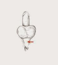 potensmuskler og deres spændinger for at øge styrken